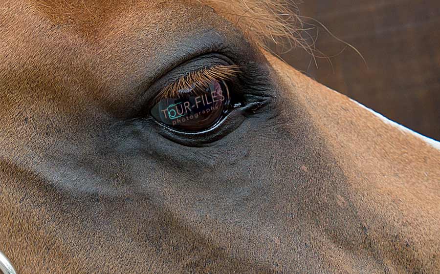 Tierfotograf