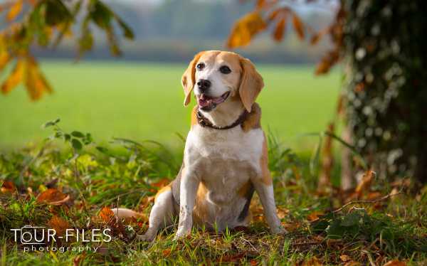 Tierfotograf Muenster - Hundefoto - Tierphoto