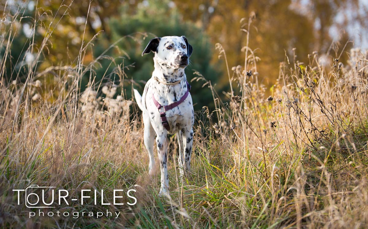 Schöne Hunde-Fotografie in schöne Umgebung