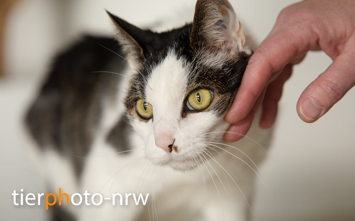 Fotograf aus Münster Tierfotografie
